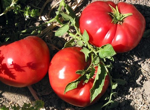 SONY - tomato Amazon.com : 30 Giant 1-2 LB German Johnson Tomato Seeds